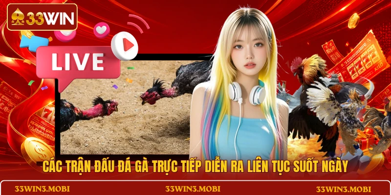 Các trận đấu đá gà trực tiếp diễn ra liên tục suốt ngày