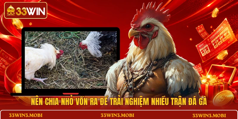 Nên chia nhỏ vốn ra để trải nghiệm nhiều trận đá gà