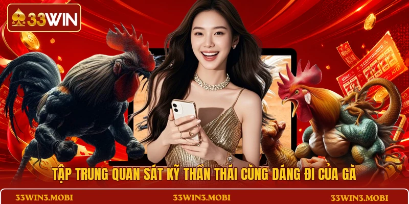 Tập trung quan sát kỹ thần thái cùng dáng đi của gà 