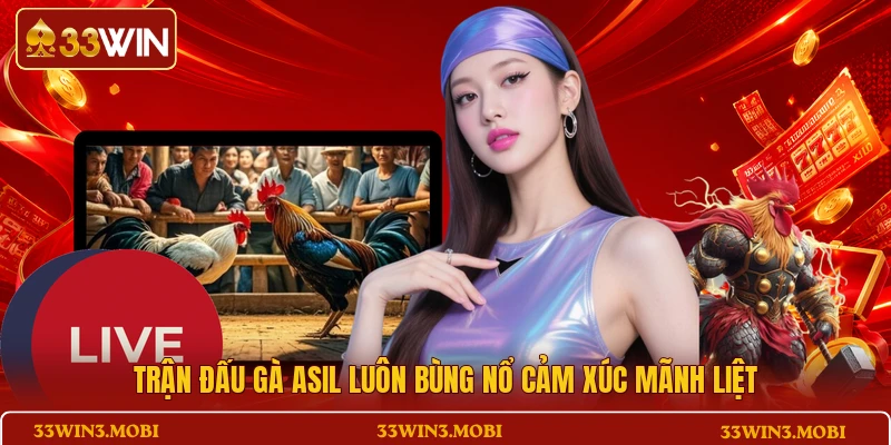 Trận đấu gà Asil luôn bùng nổ cảm xúc mãnh liệt